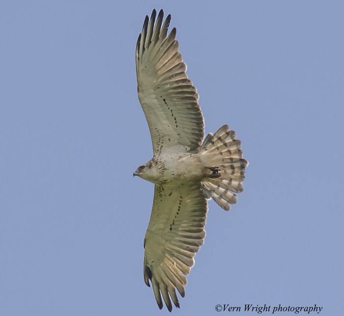 Short-toed Eagle