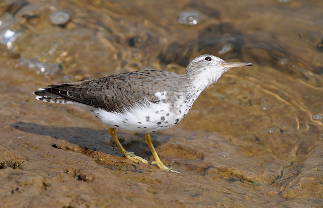 Spotted Sandpiper