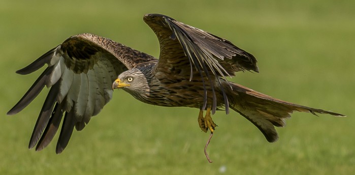 Red Kite