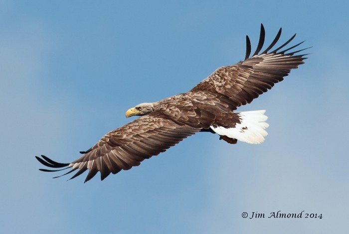 White-tailed Eagle