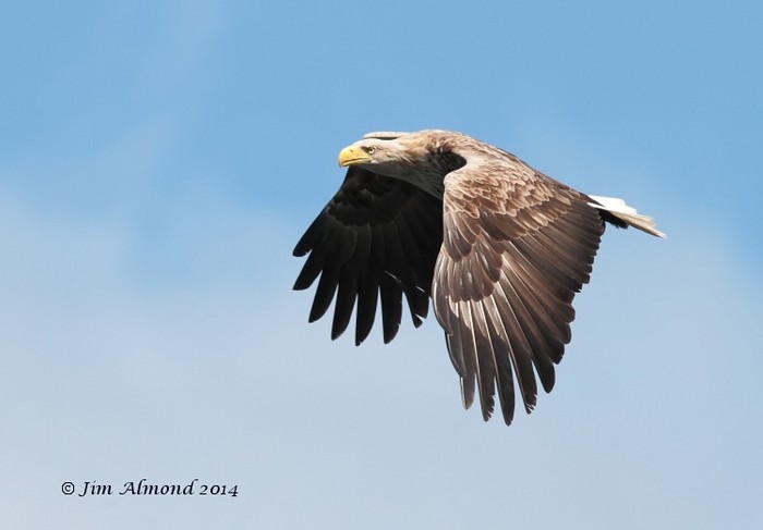 White-tailed Eagle