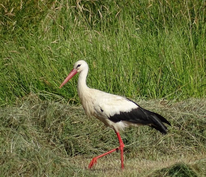 White Stork