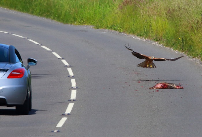 Red Kite
