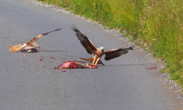 Red Kite