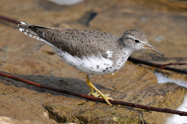 Spotted Sandpiper