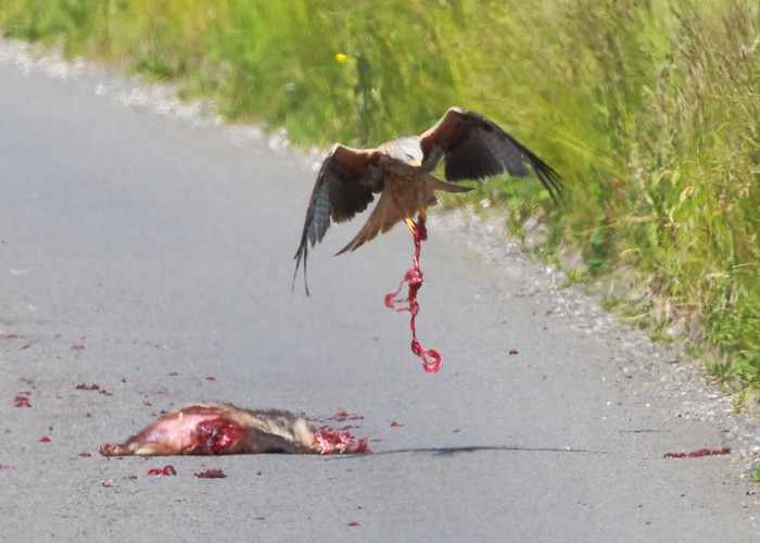 Red Kite