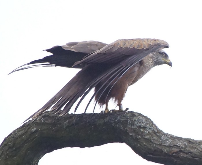 Black Kite