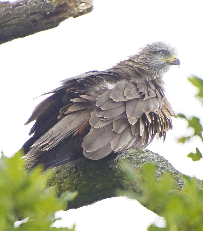 Black Kite