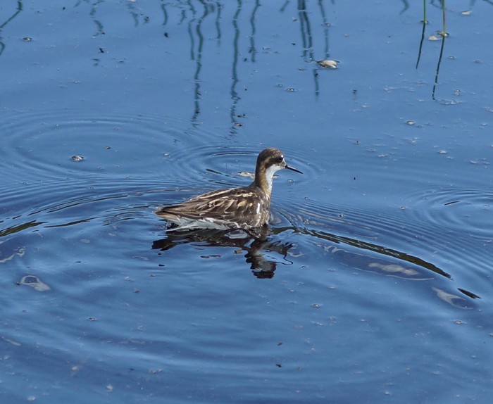 Red-necked Phalarope