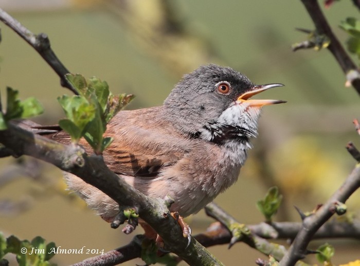 Spectacled Warbler