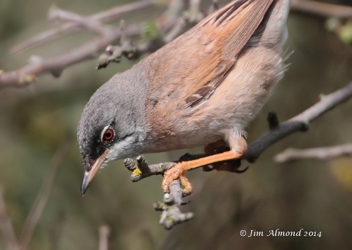 Spectacled Warbler