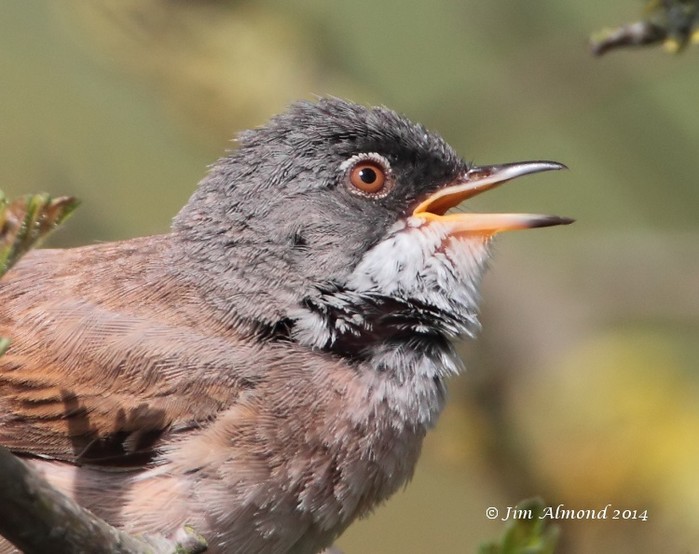 Spectacled Warbler