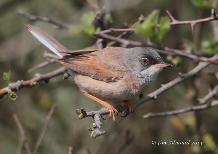 Spectacled Warbler