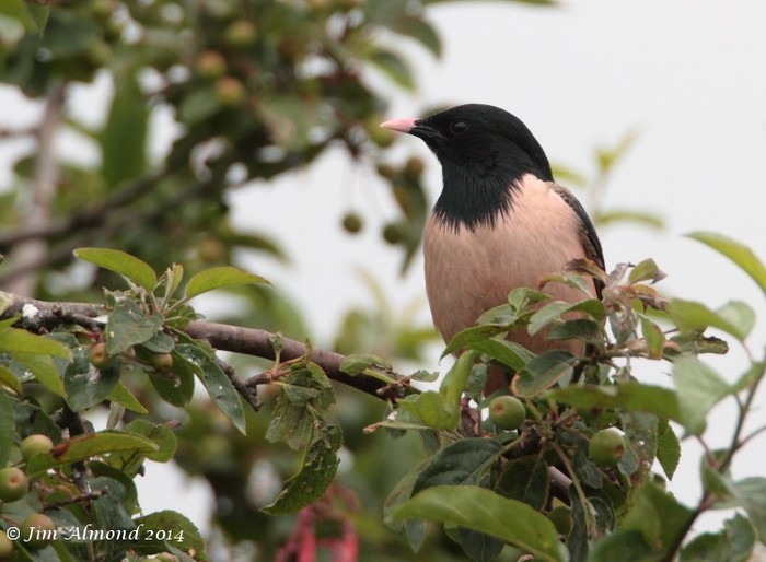 Rose-coloured Starling