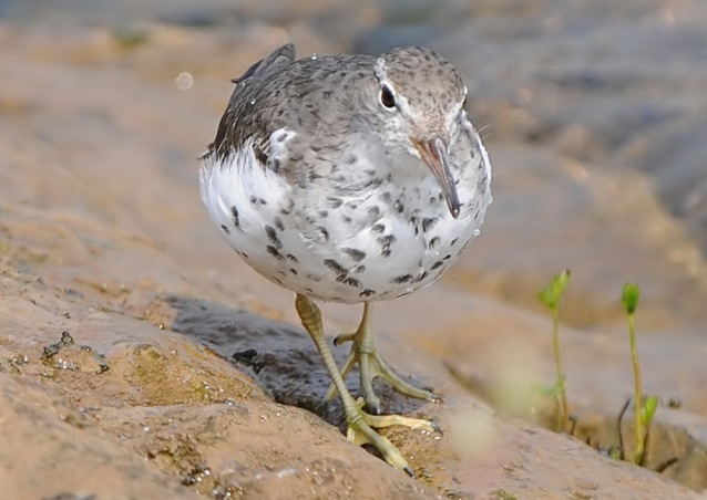 Spotted Sandpiper