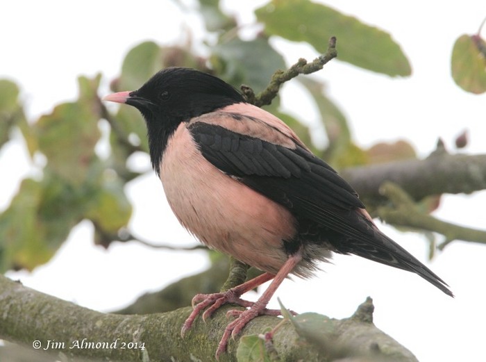 Rose-coloured Starling