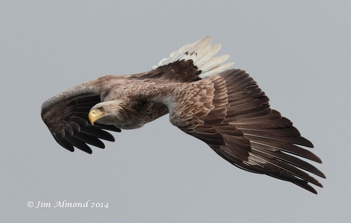 White-tailed Eagle