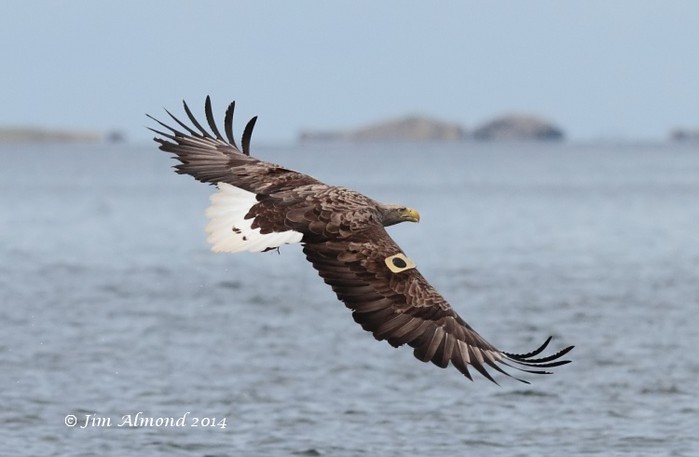 White-tailed Eagle