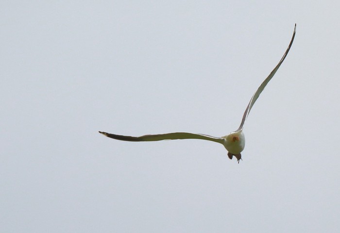 Lesser Black-backed Gull