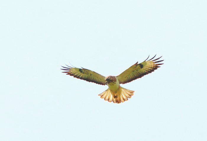 Buzzard