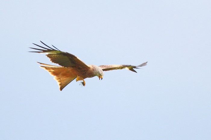 Red Kite