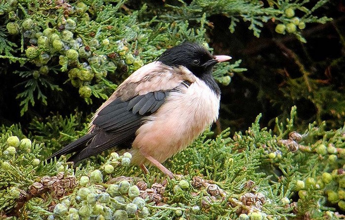 Rose-coloured Starling
