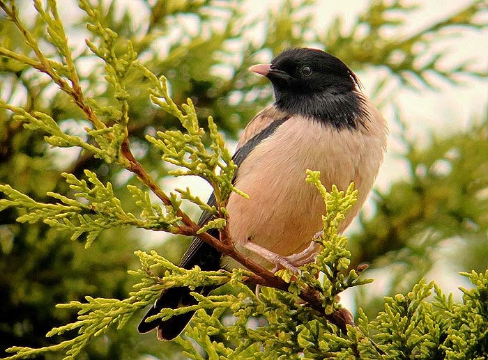 Rose-coloured Starling