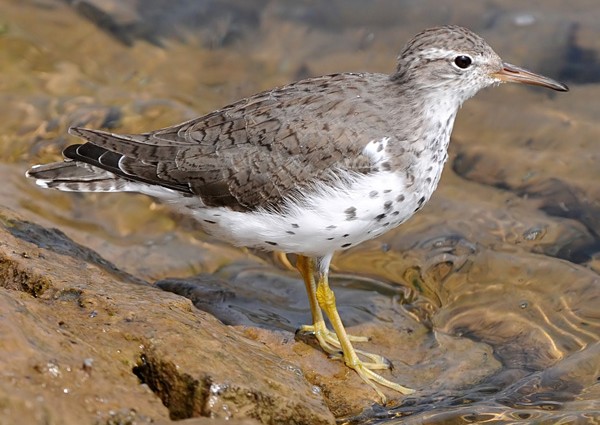 Spotted Sandpiper
