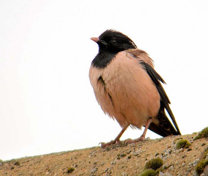 Rose-coloured Starling