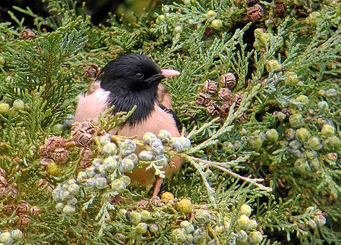 Rose-coloured Starling