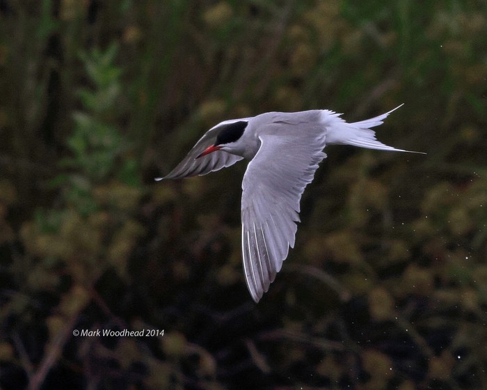Common Tern