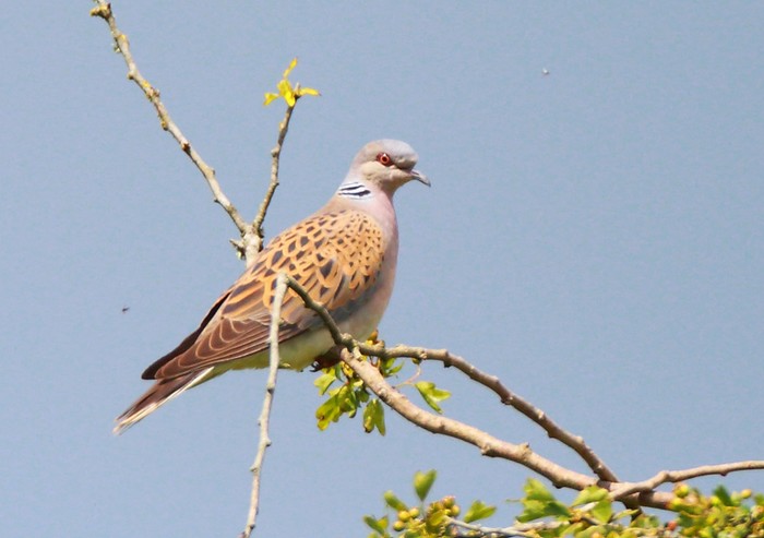 Turtle Dove
