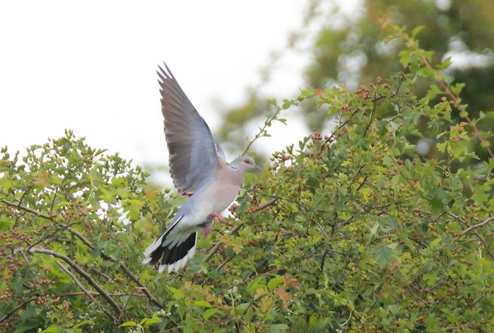 Turtle Dove