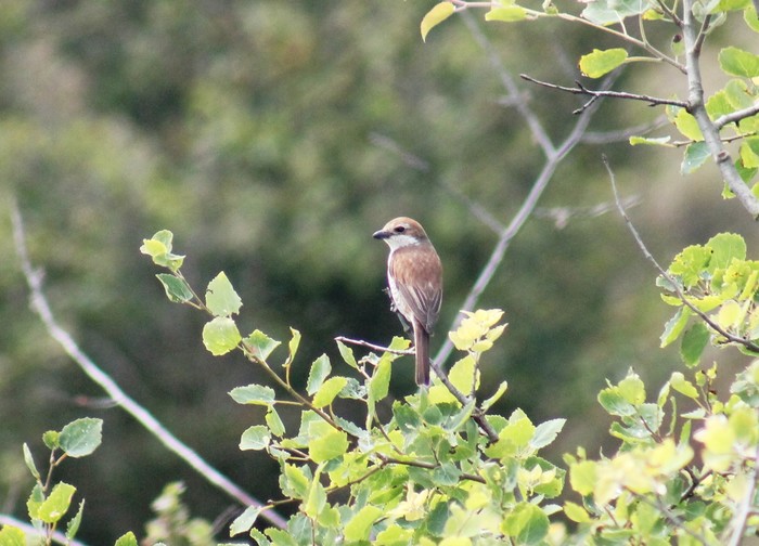 Red-backed Shrike