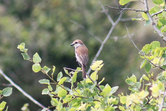 Red-backed Shrike