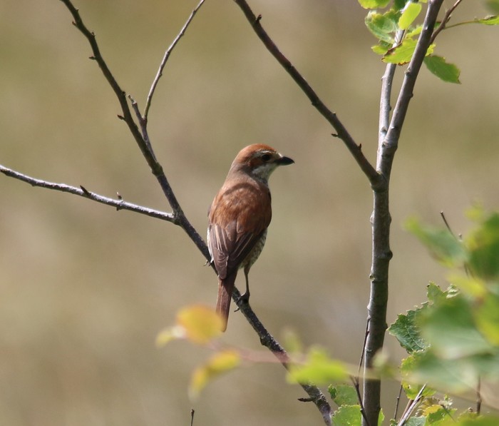 Red-backed Shrike