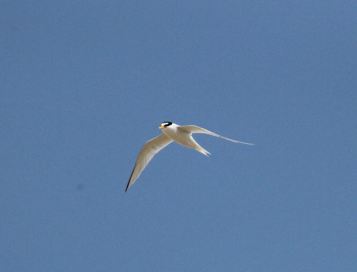 Little Tern