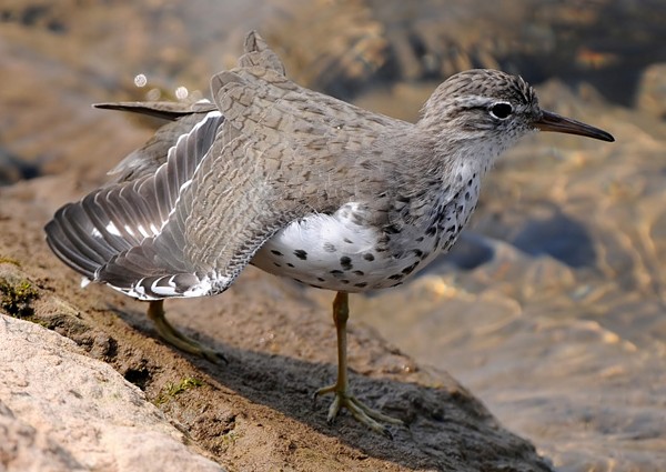 Spotted Sandpiper