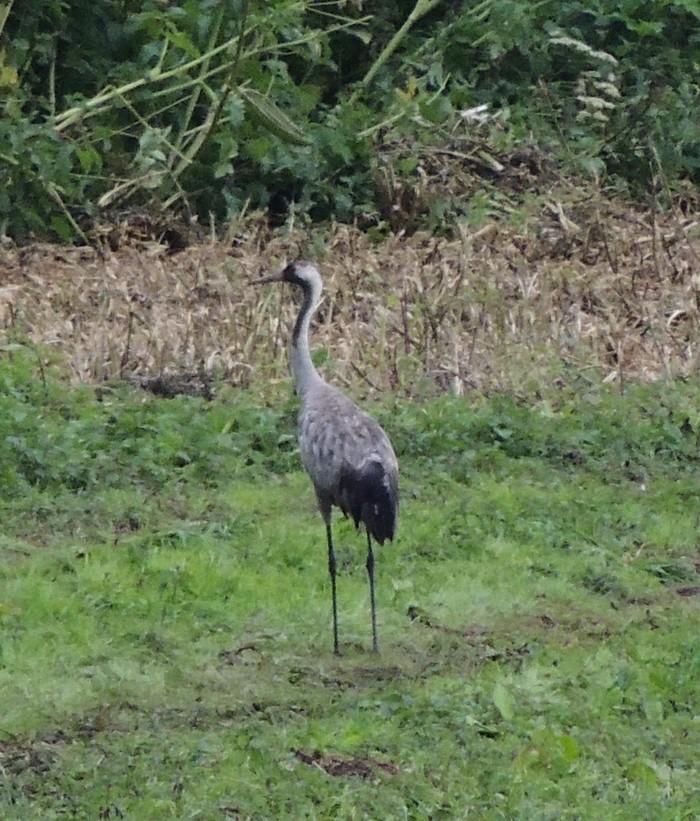 Common Crane