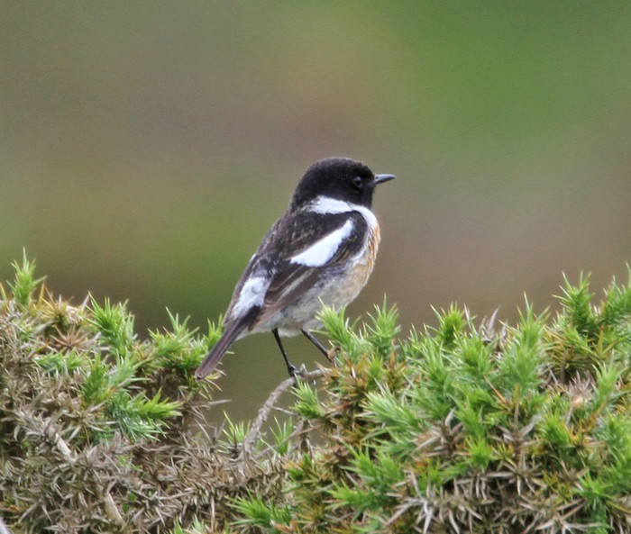 Stonechat