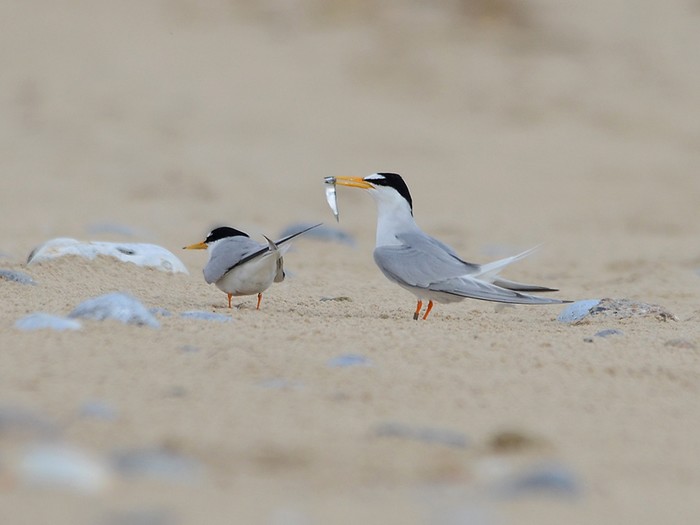 Little Tern