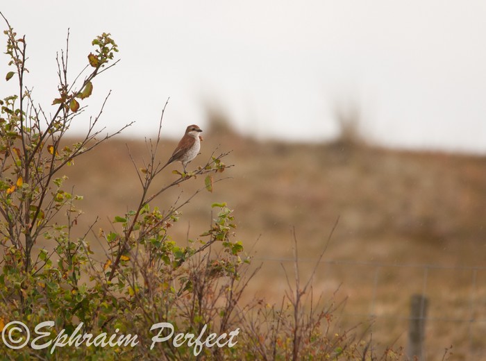 Red-backed Shrike