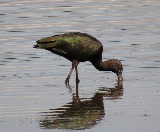 Glossy Ibis