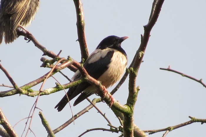 Rose-coloured Starling