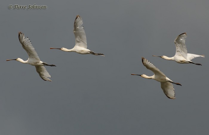 Spoonbill