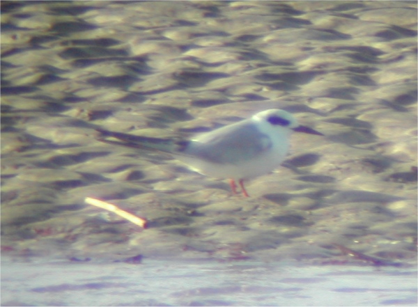 Forster's Tern