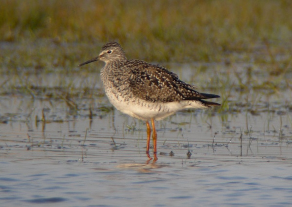 Lesser Yellowlegs