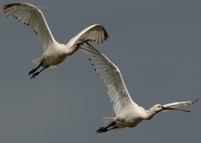 Spoonbill