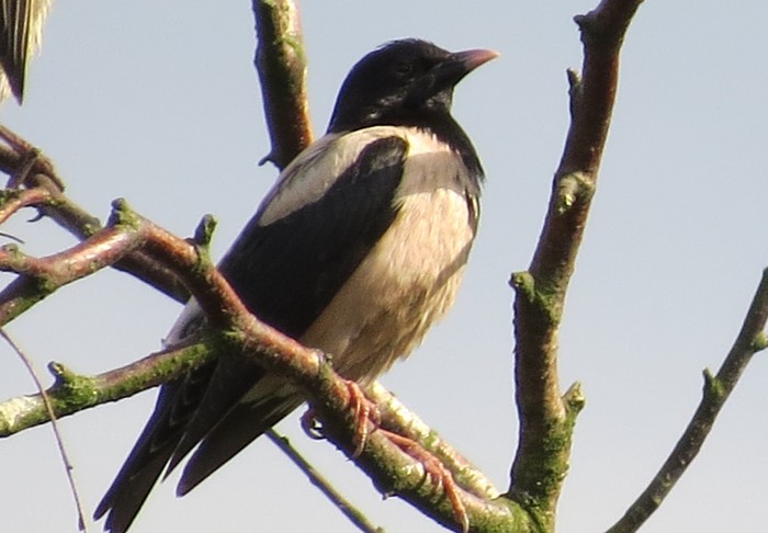 Rose-coloured Starling