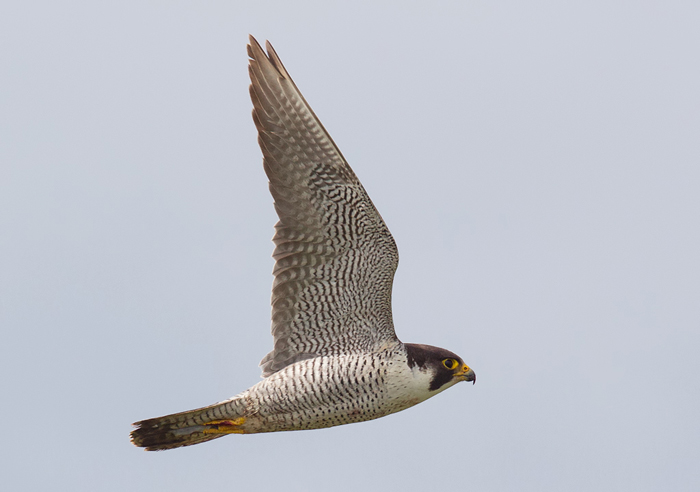 Peregrine
